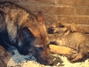bayca-met-pup-j-nest